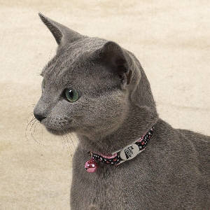 Everything Cats & Kittens -Cat Clothes, Collars, Jewelry, Food Bowls, Furniture, Gifts for Cat Lovers & More