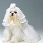 Pet wedding dress and vel