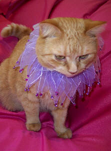 Rhineston Party Pet Collar